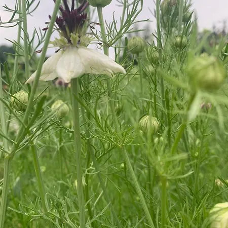Apartment Blumenblick Rielasingen-Worblingen