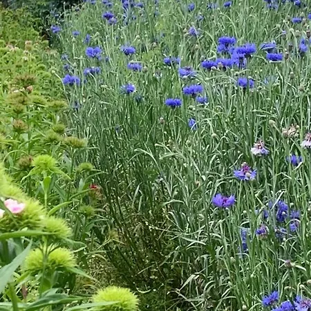 Apartman Blumenblick *