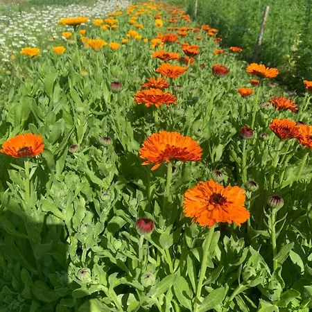 Blumenblick Apartman