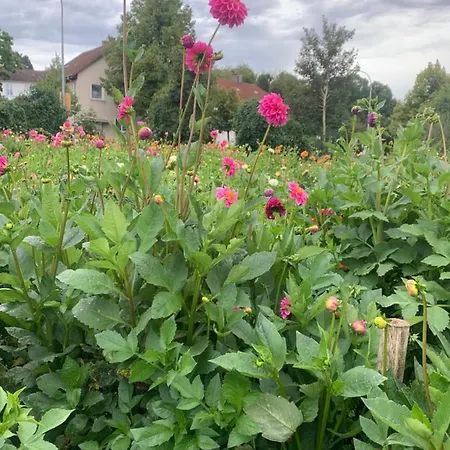 Blumenblick *