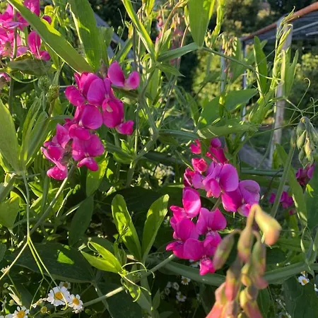 Blumenblick