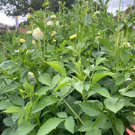 شقة Blumenblick Rielasingen-Worblingen