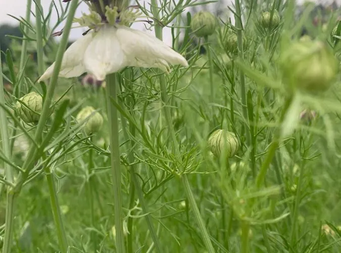 Apartment Blumenblick Rielasingen-Worblingen
