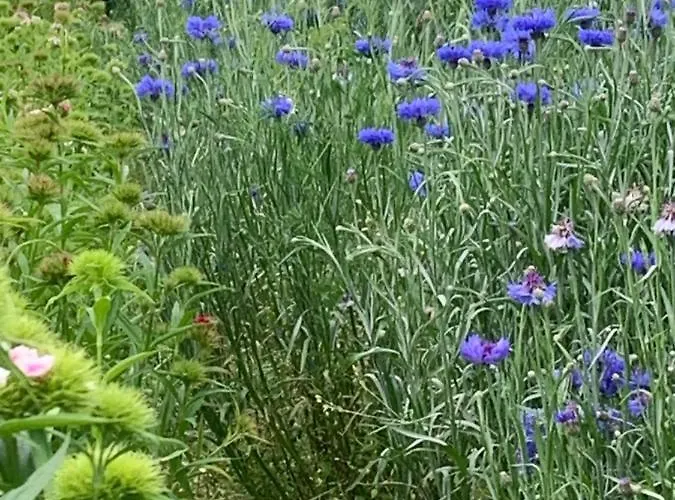 Apartment Blumenblick *