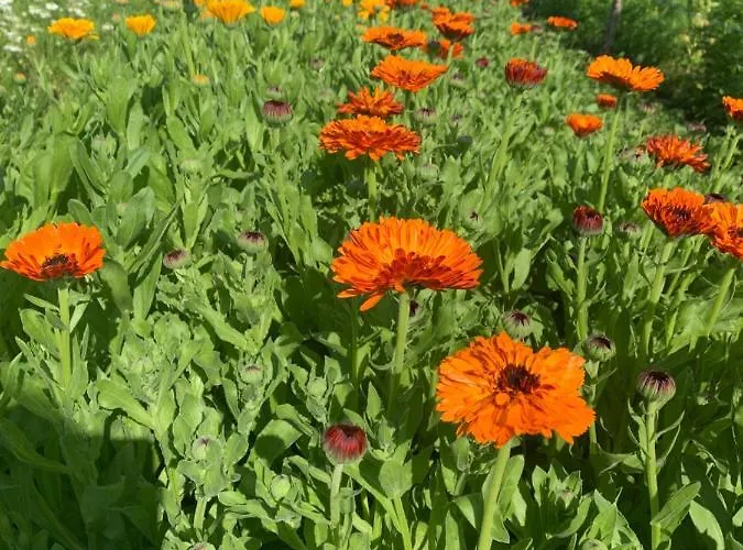 Blumenblick Apartment