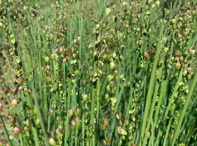 Blumenblick Apartment *