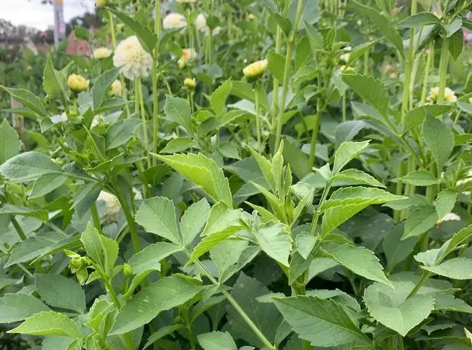 Апартаменты Blumenblick Рилазинген-Ворблинген